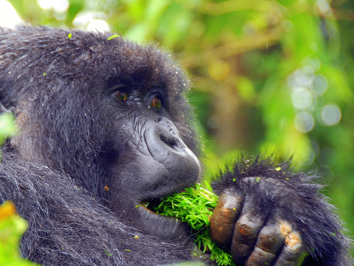 2 Days Rwanda Gorilla Safari Holiday