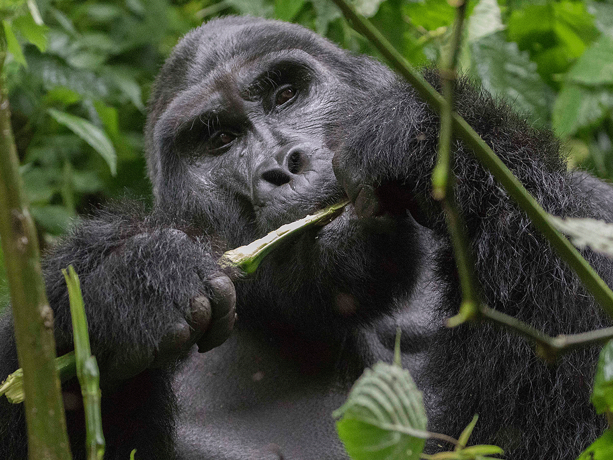 10 Days Luxury Uganda Gorillas and Chimpanzee Fly in Safari