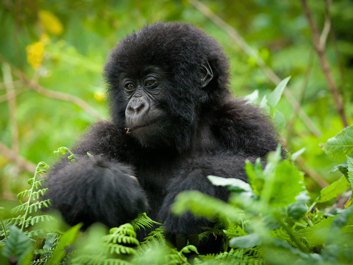 13 Days Madagascar Wildlife and Rwanda Gorilla Safari
