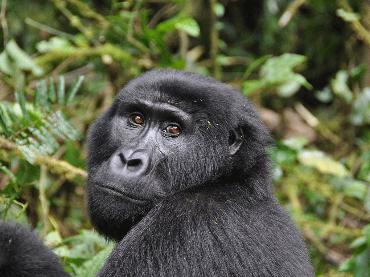 9 Days Zanzibar honeymoon and Uganda gorilla safari