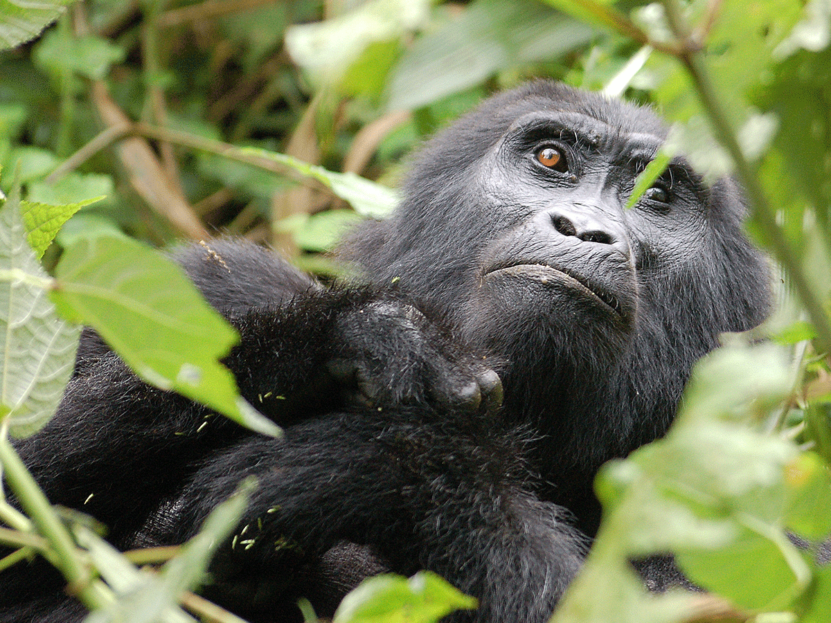 10 Days Budget Gorillas, Wildlife and Lake Bunyonyi Safari